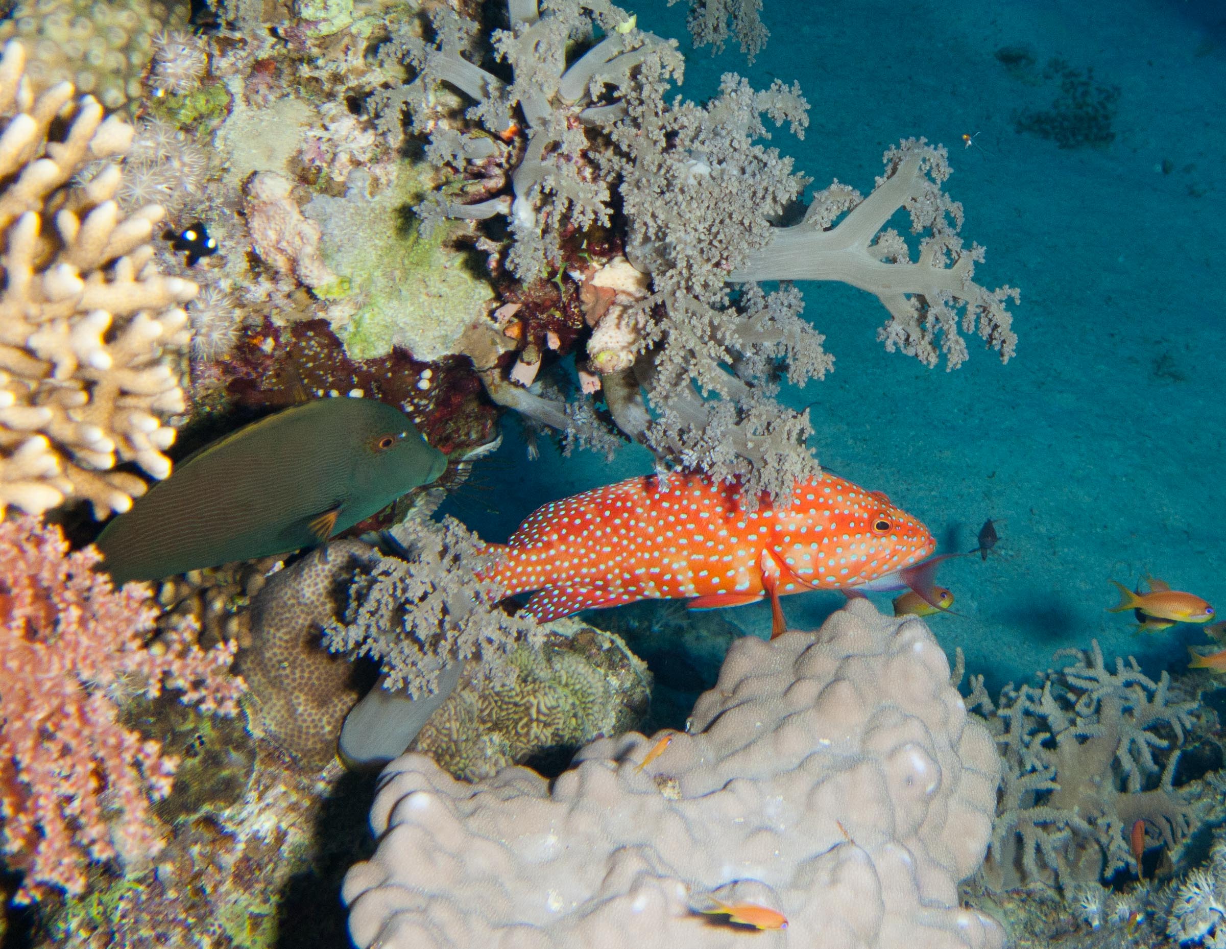 Lined bristletooth & Coral hind