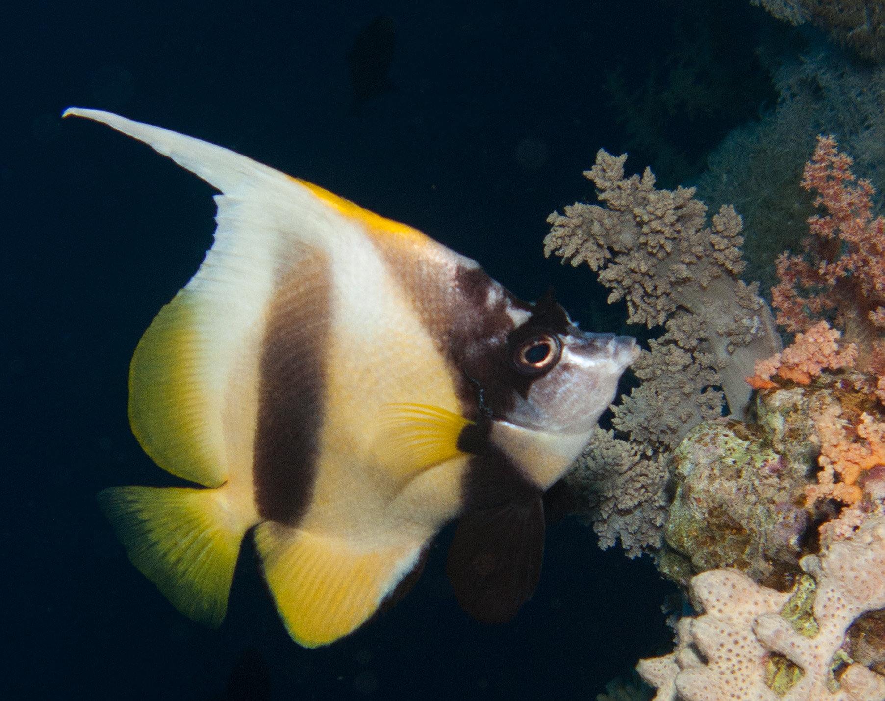 Red Sea Bannerfish