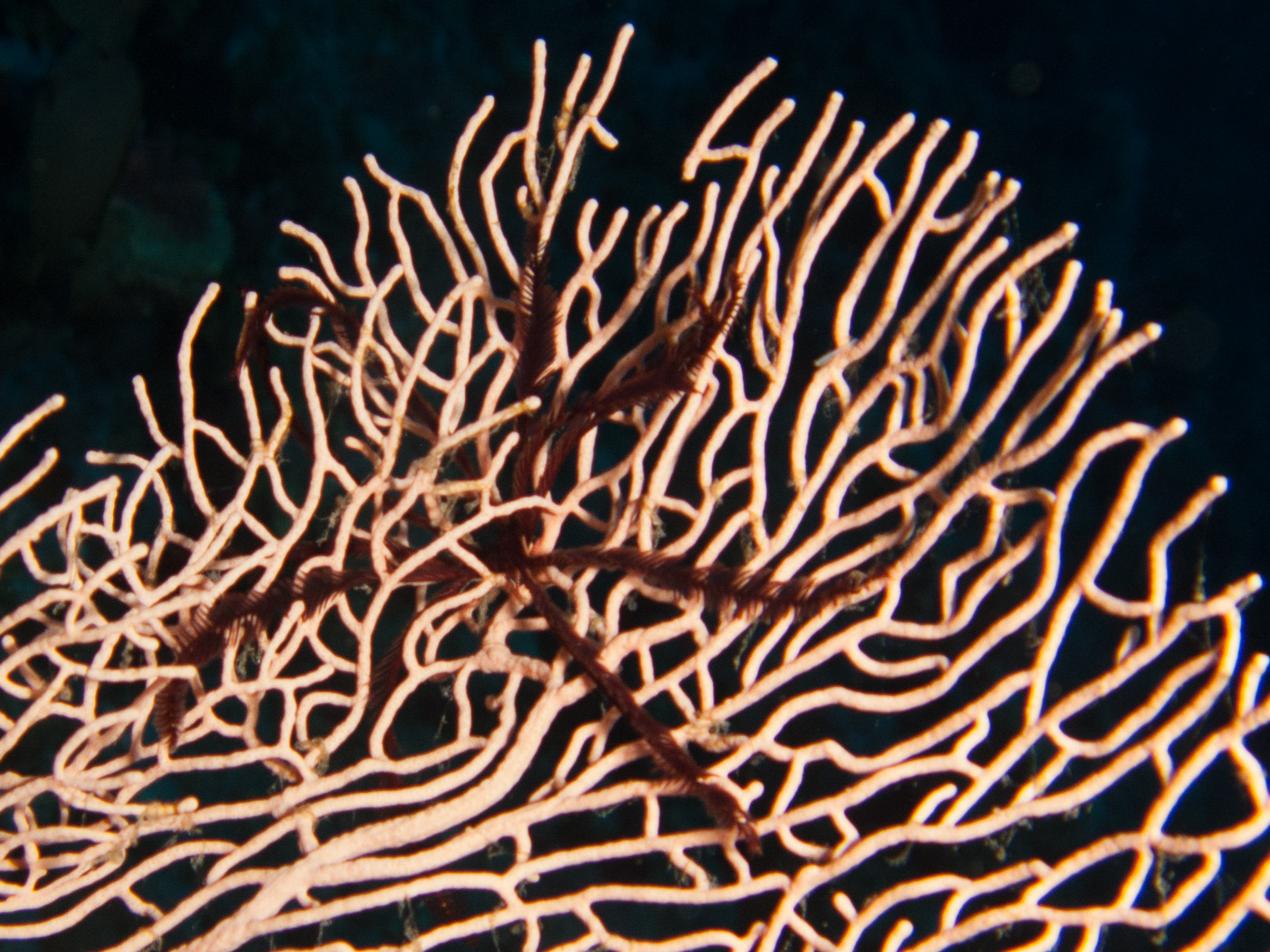 Feather star on sea fan
