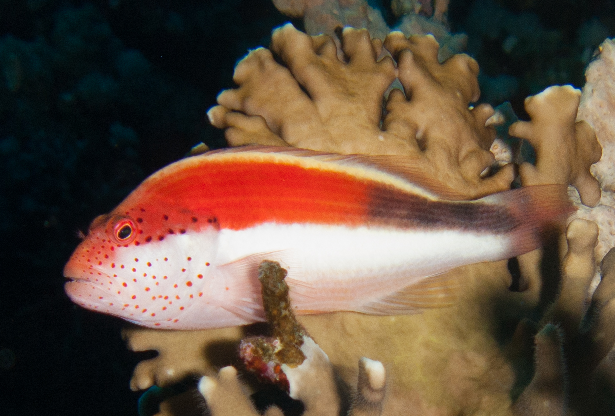 Freckled Hawkfish (juvenile)