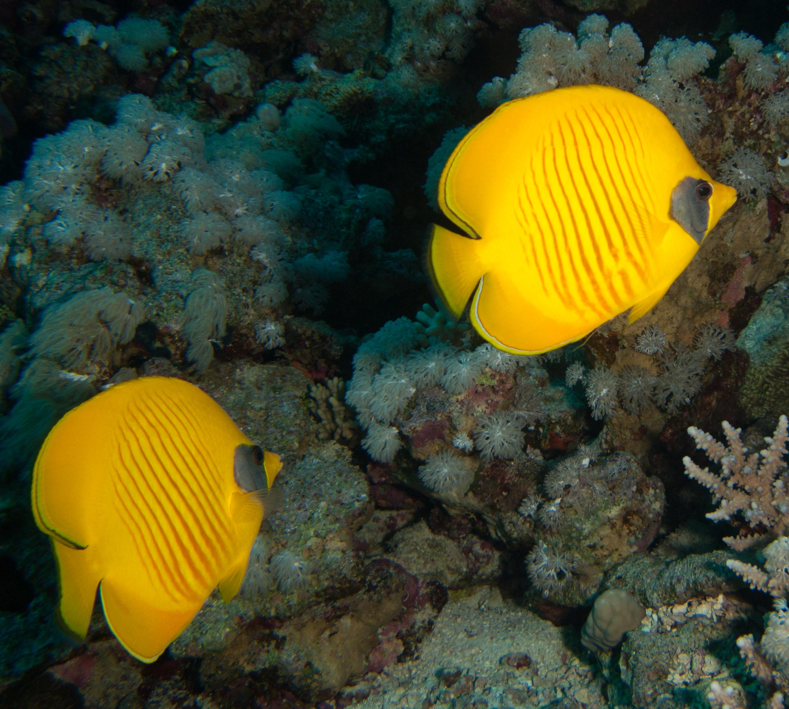 Masked butterflyfish