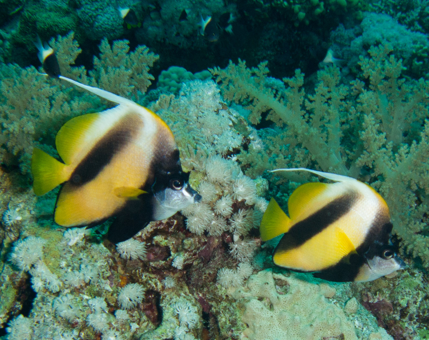 Red Sea Bannerfish