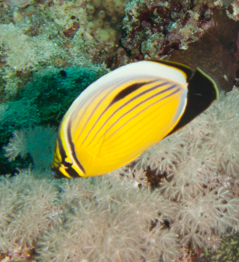 Exquisite butterflyfish