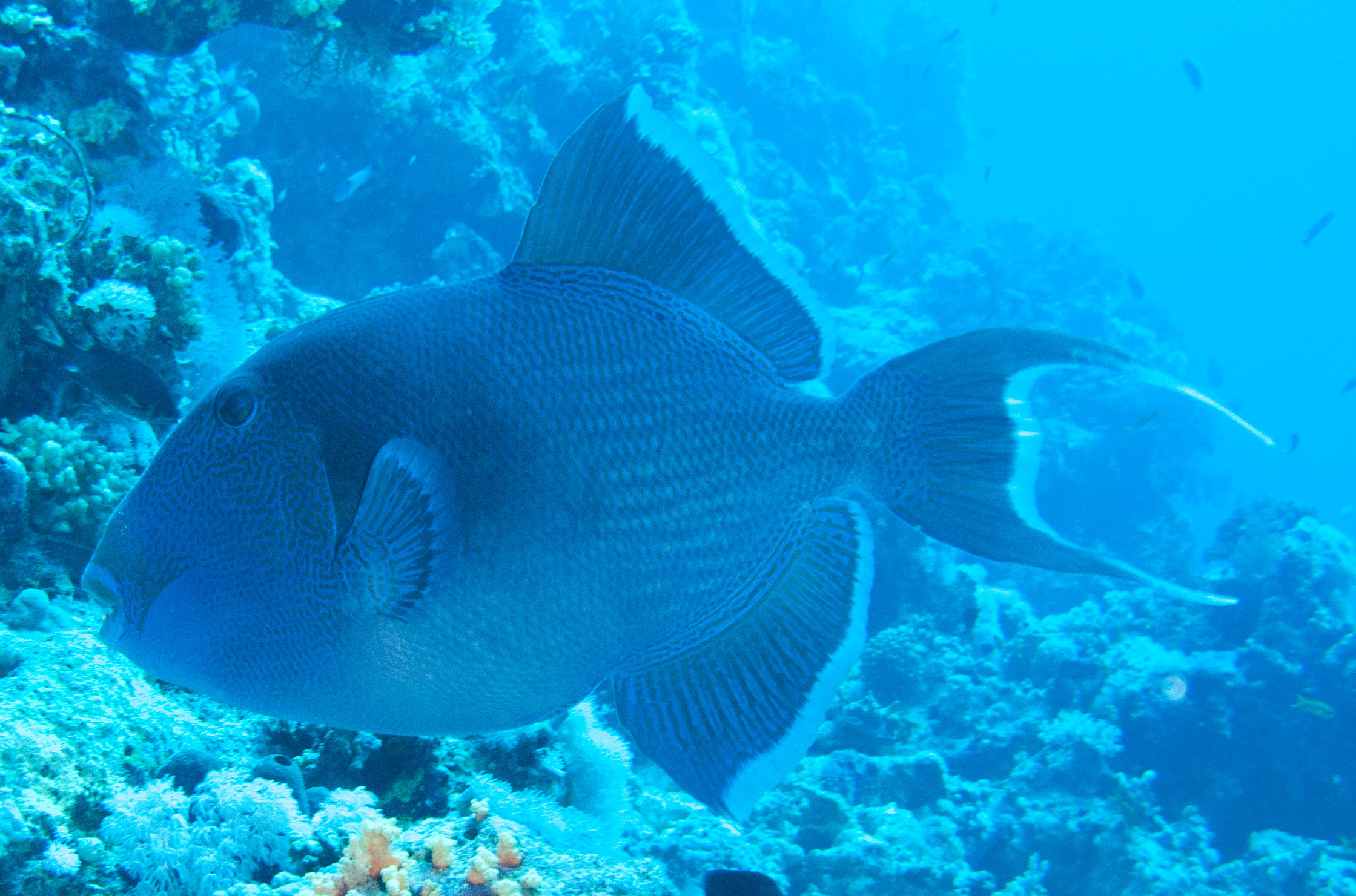Triggerfish