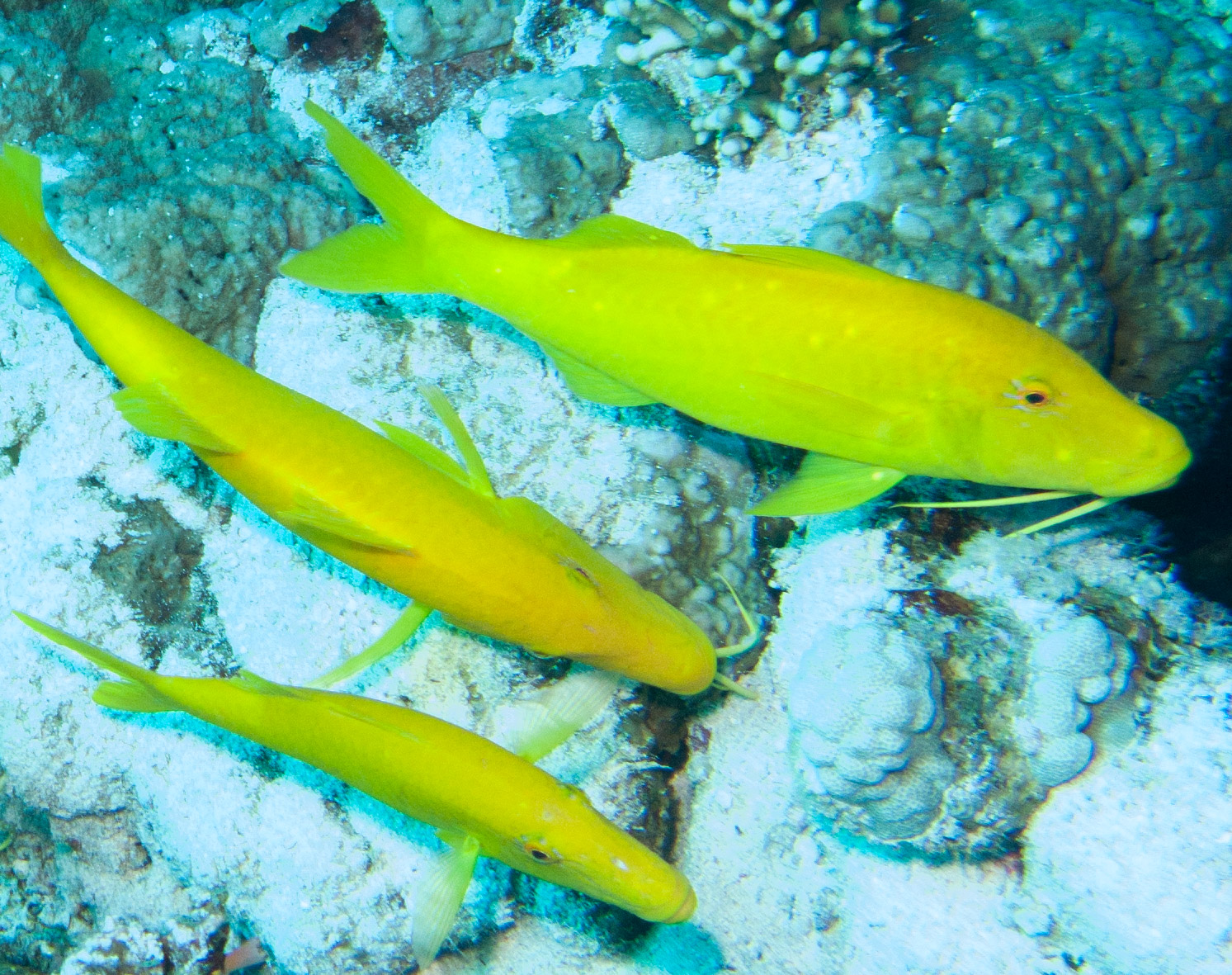 Goldsaddle Goatfish