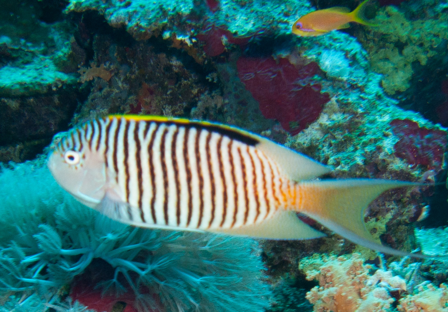 Zebra angelfish