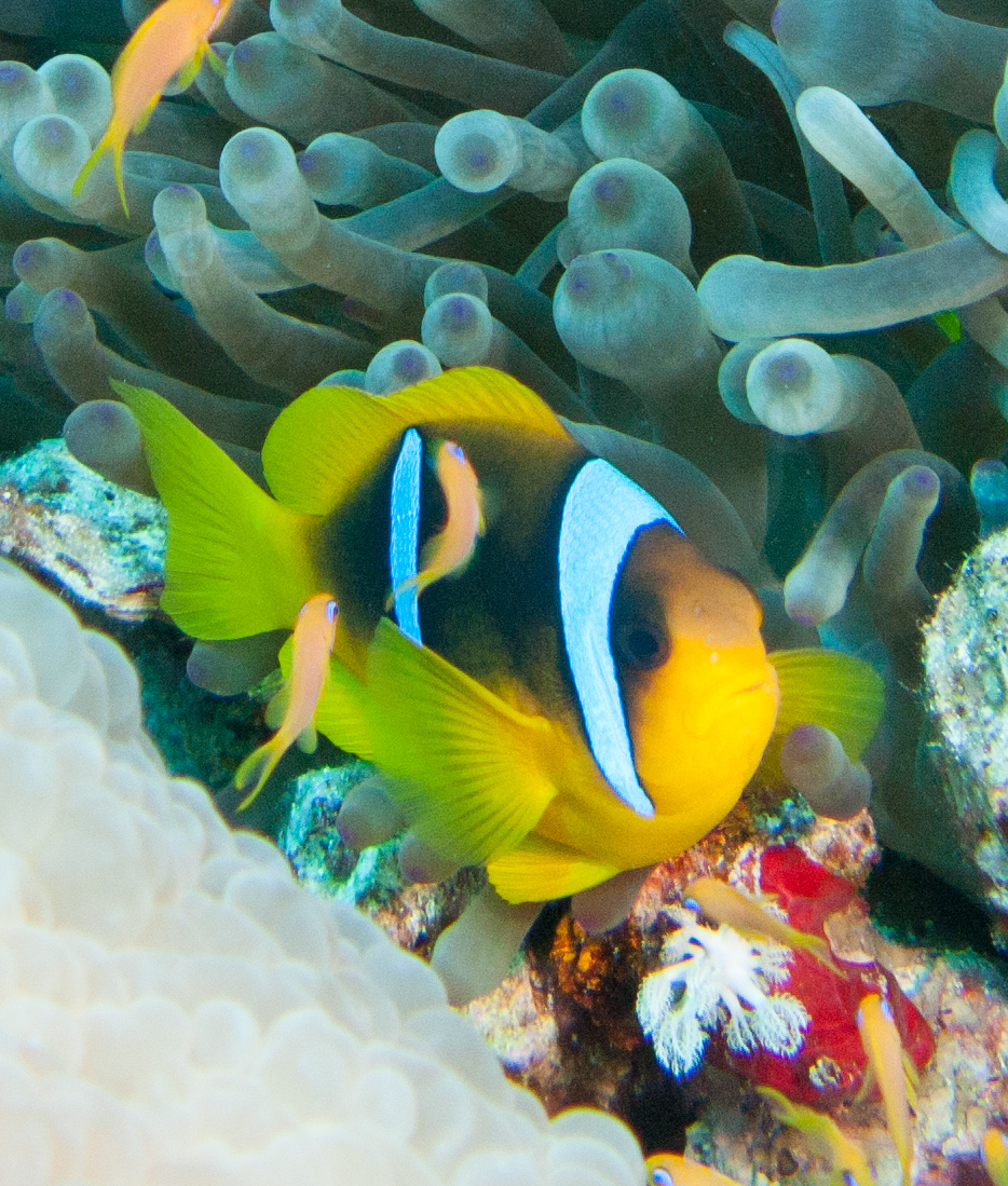 Red Sea anemonefish