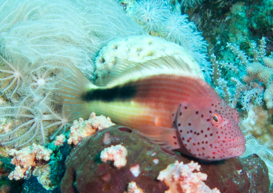Freckled hawkfish
