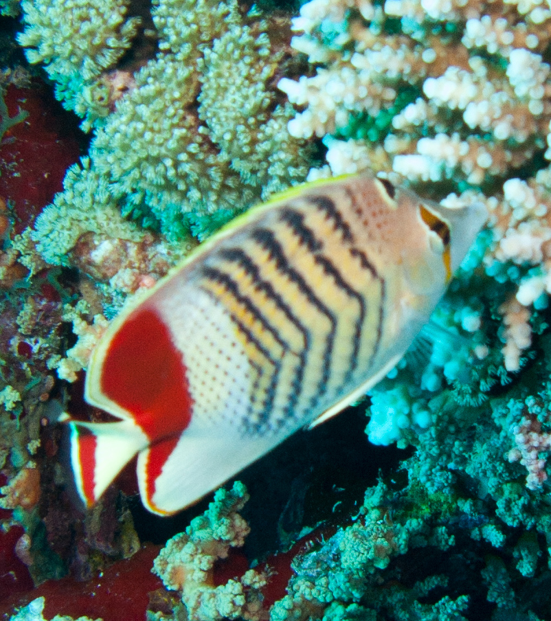 Crown butterflyfish