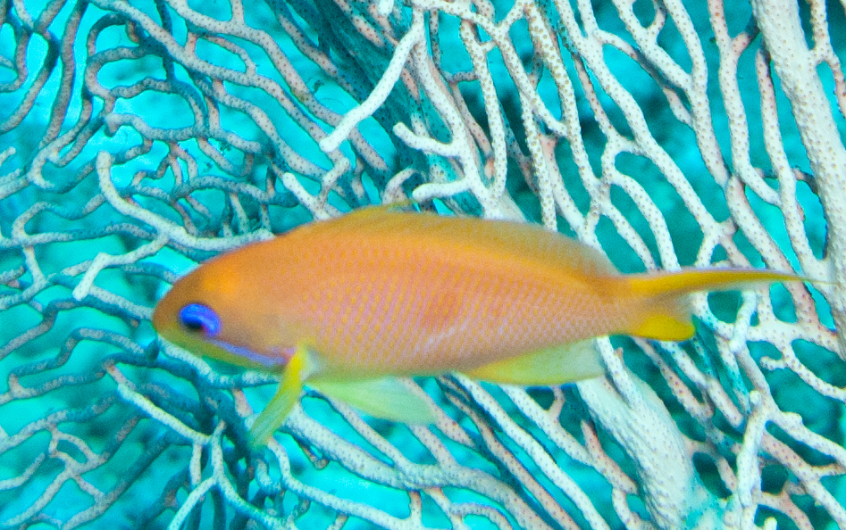 Scalefin Anthias (female)