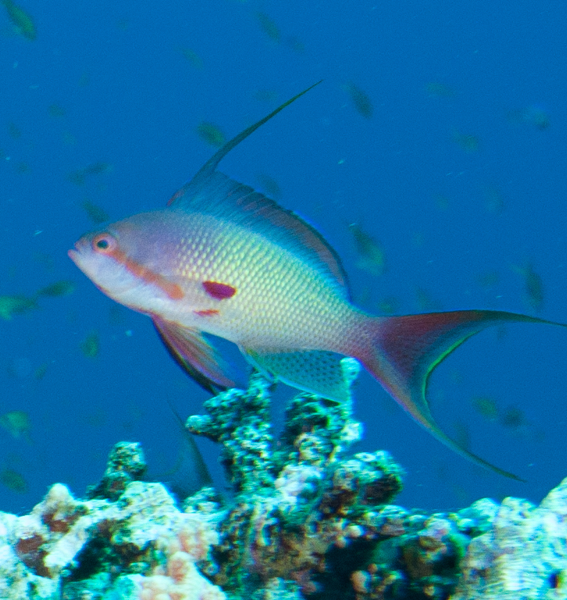 Lyretail anthias