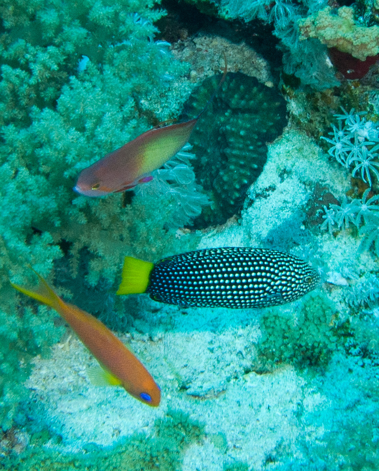 Yellowtail wrasse