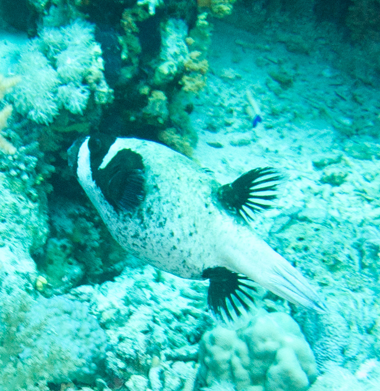 Masked puffer