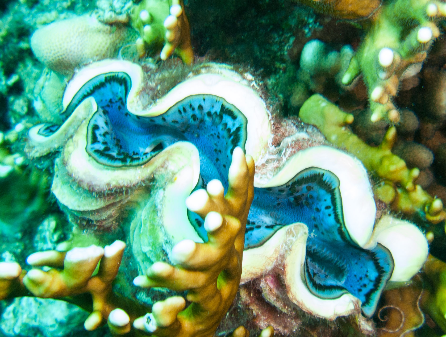 Common giant clam