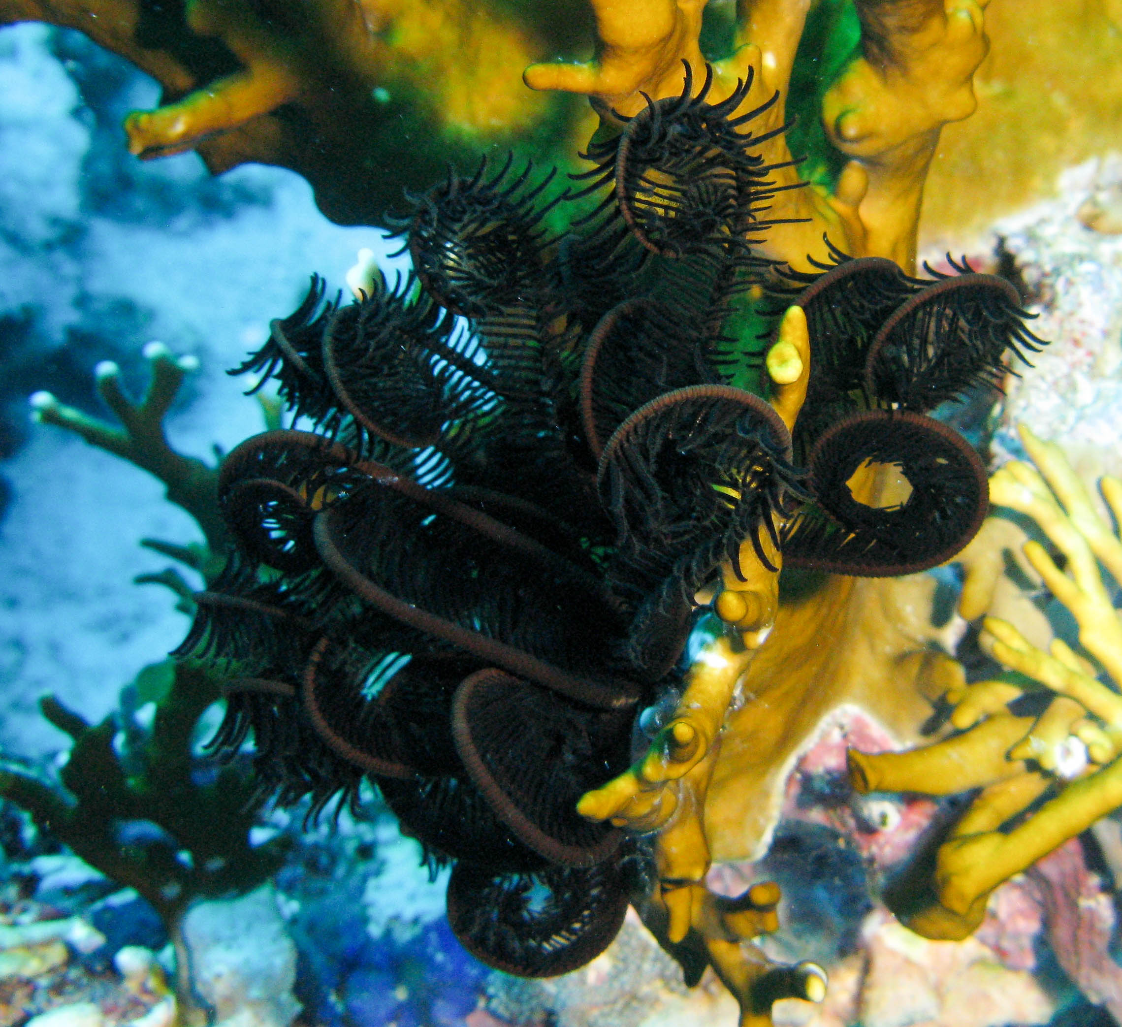Black feather star (Colobometra perspinosa)