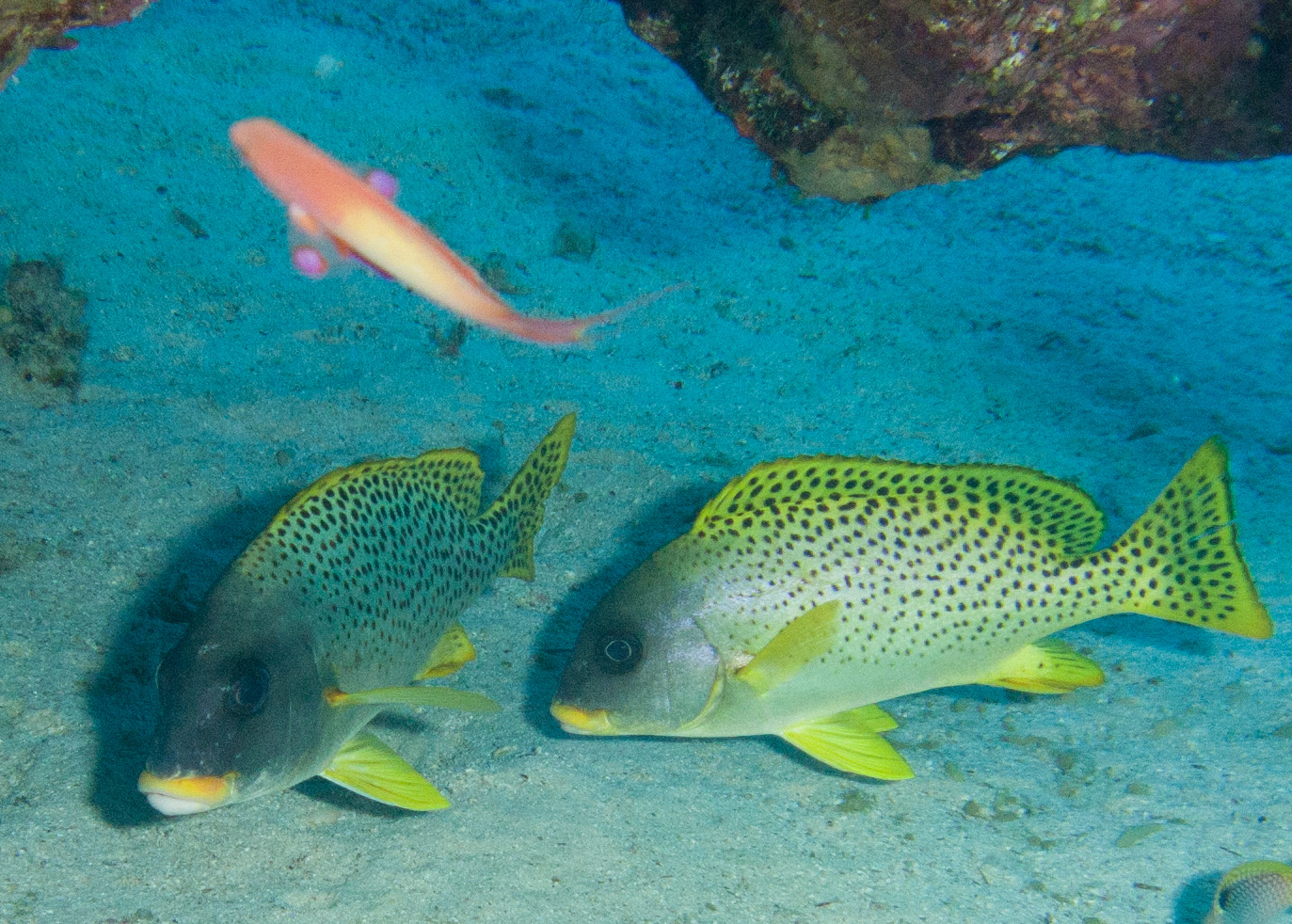 Blackspotted sweetlips