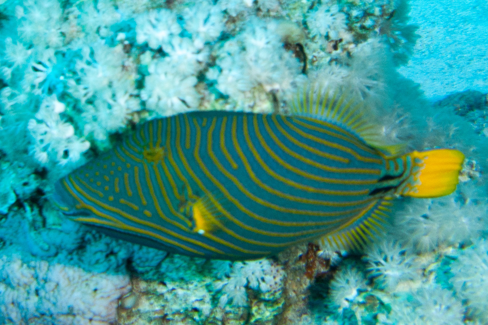 Orange-striped triggerfish