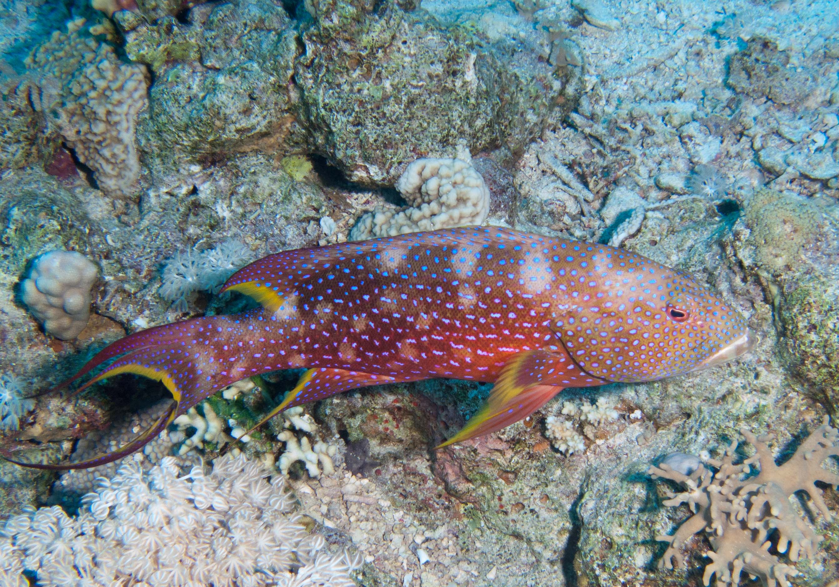 Yellow-Edged Lyretail