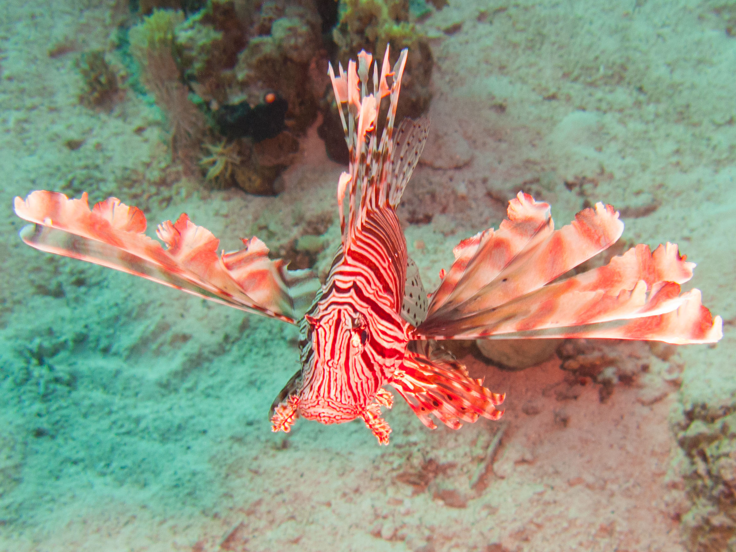 Scorpion fish