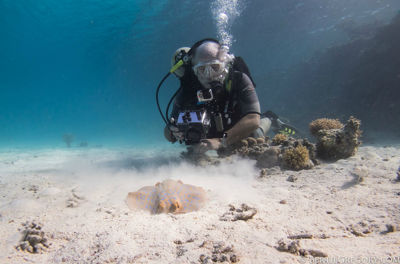 Paul & blue spotted ray