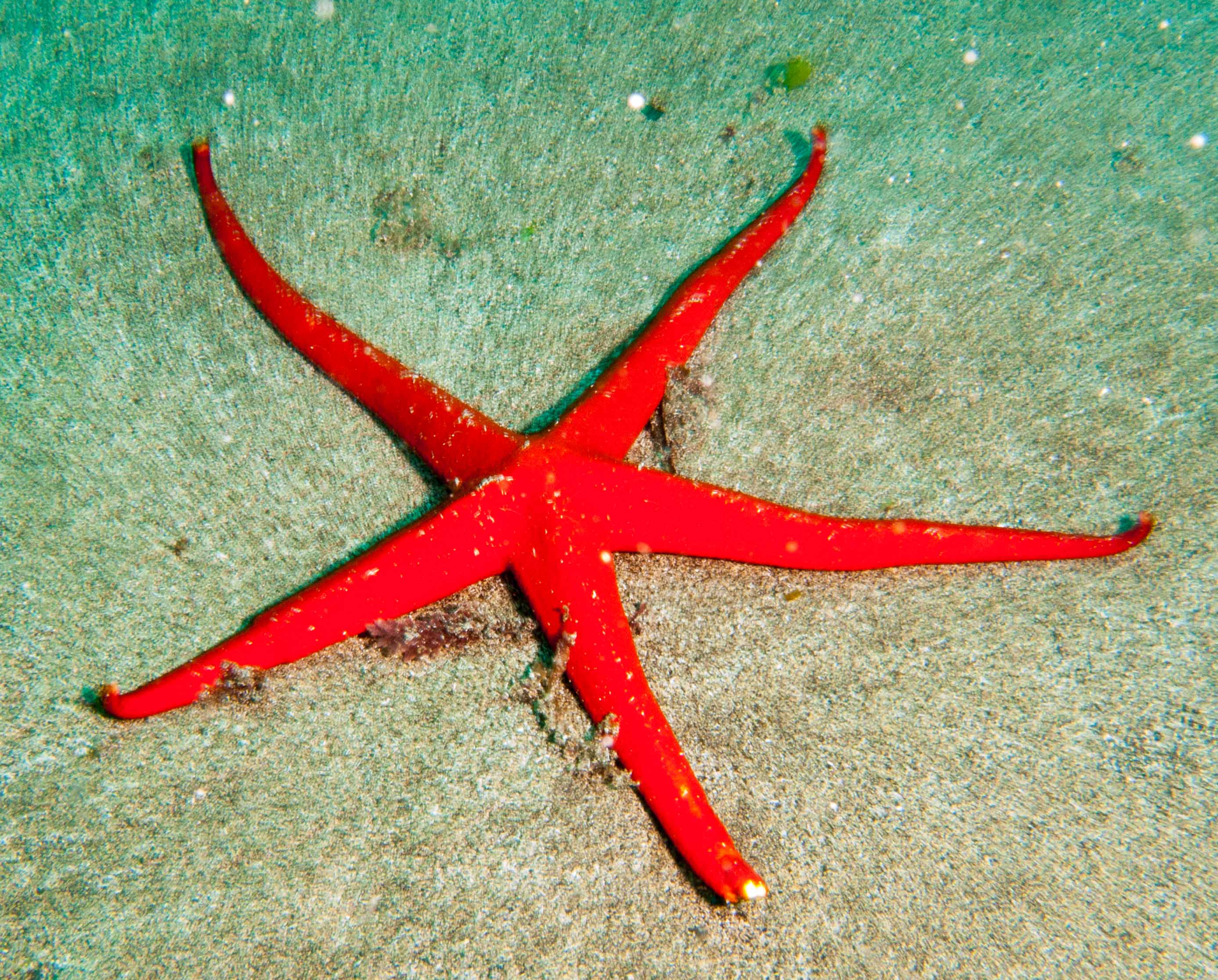 Red starfish (Echinaster sepositus)