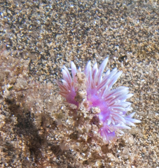 Nudibranch