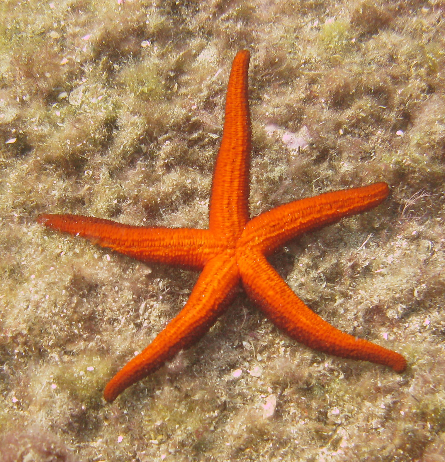 Starfish Starfish