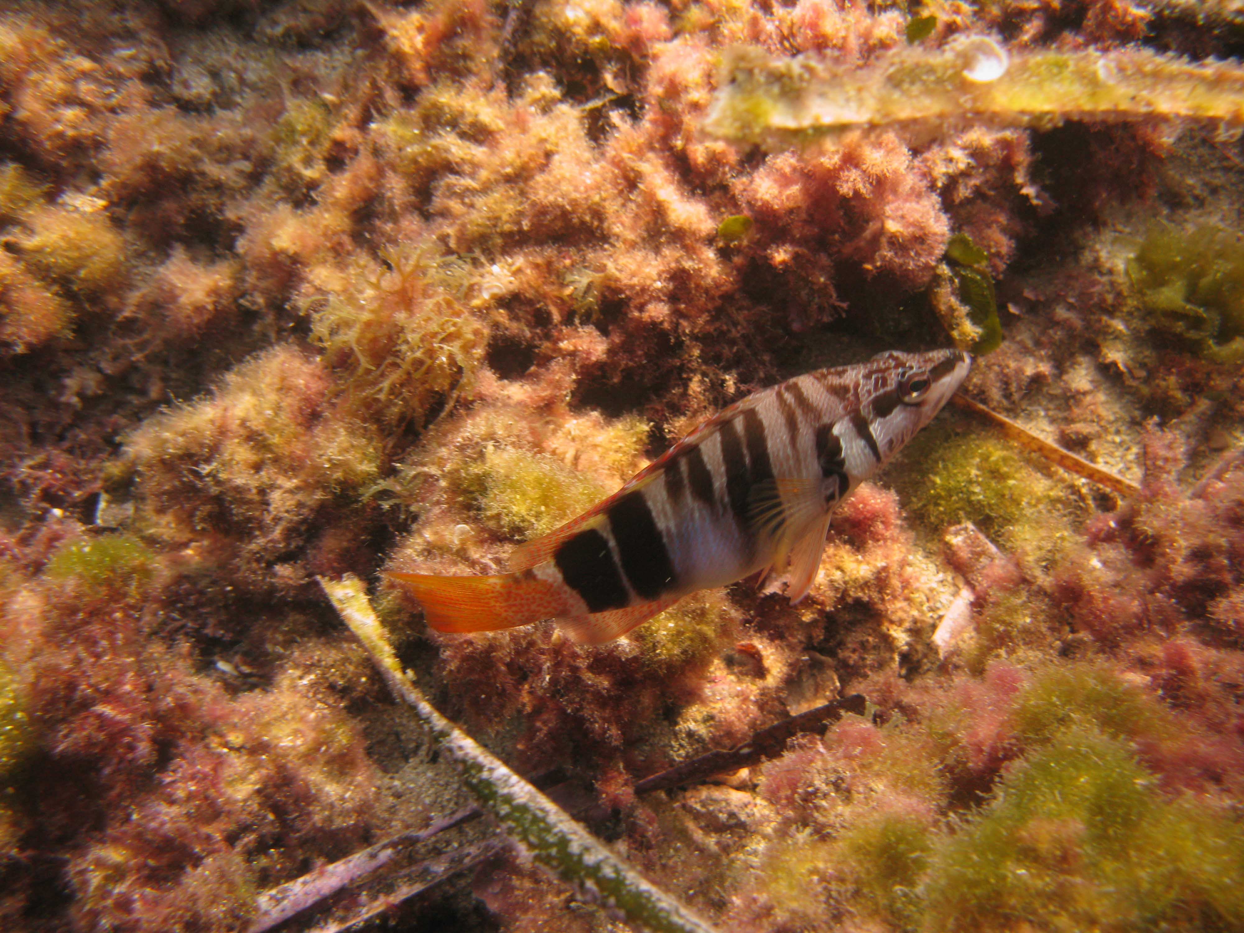 Painted Comber Painted Comber