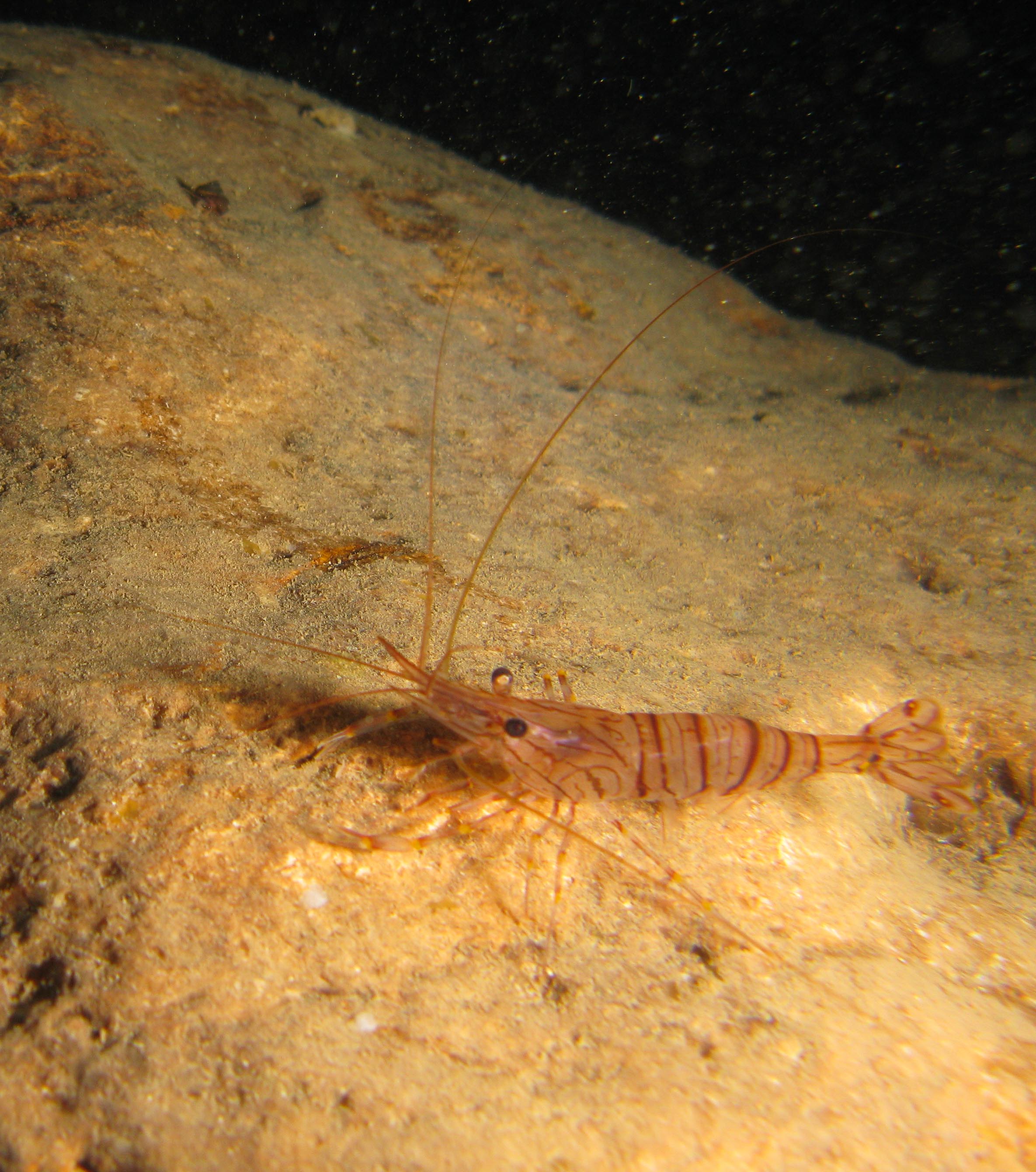 Common shrimp