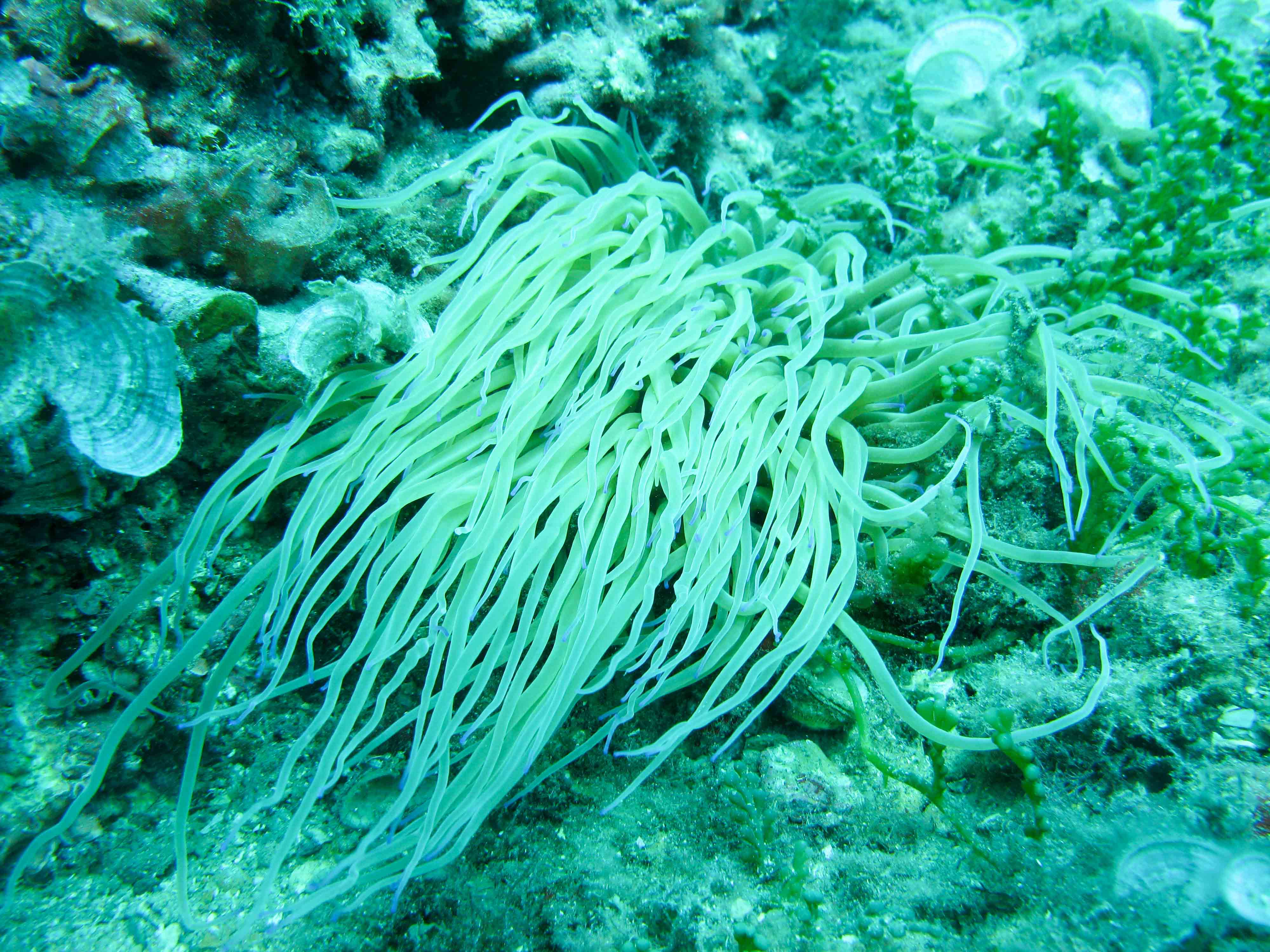 Trumpet (snakelocks) anemone