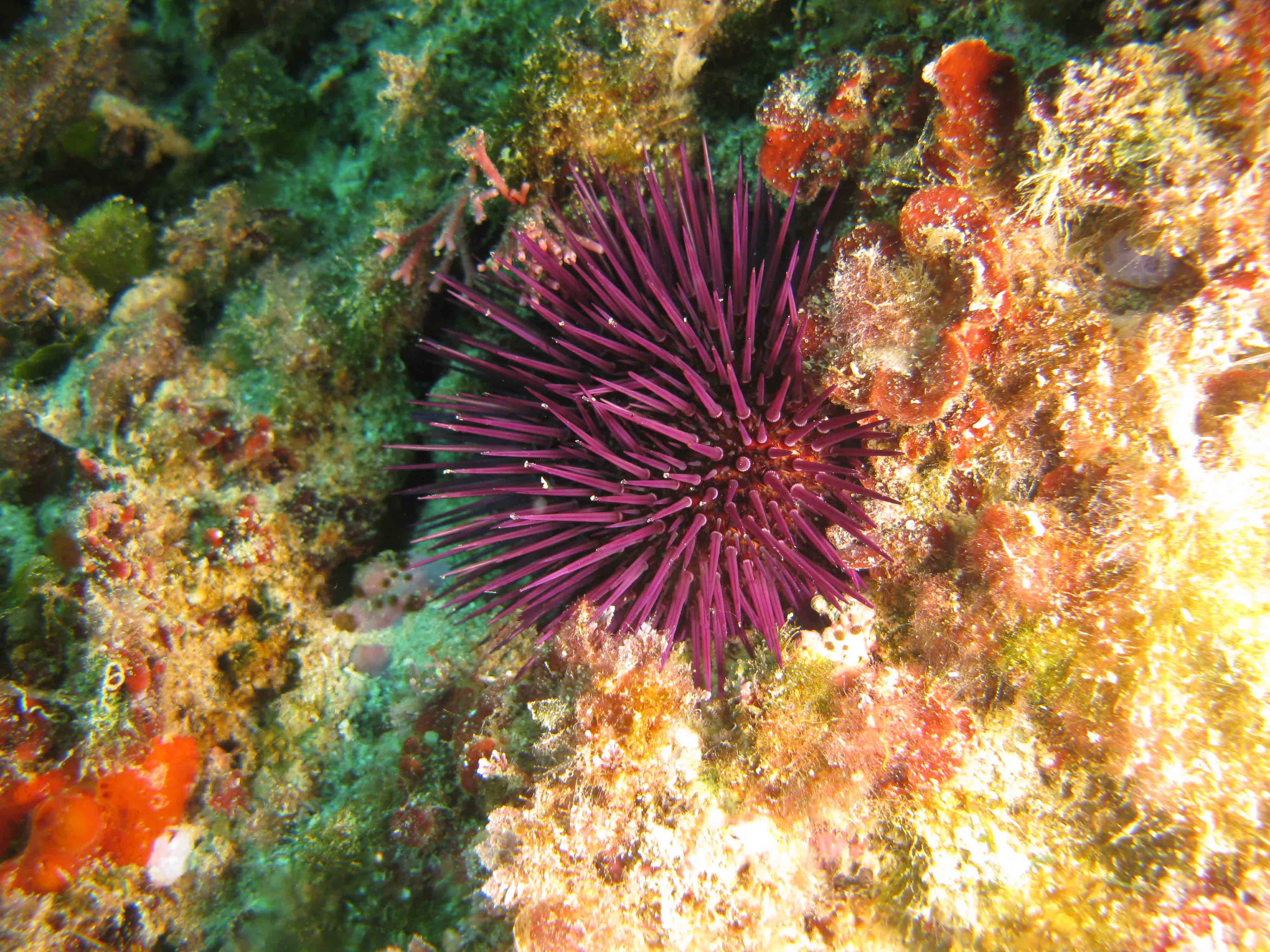 Sea urchin