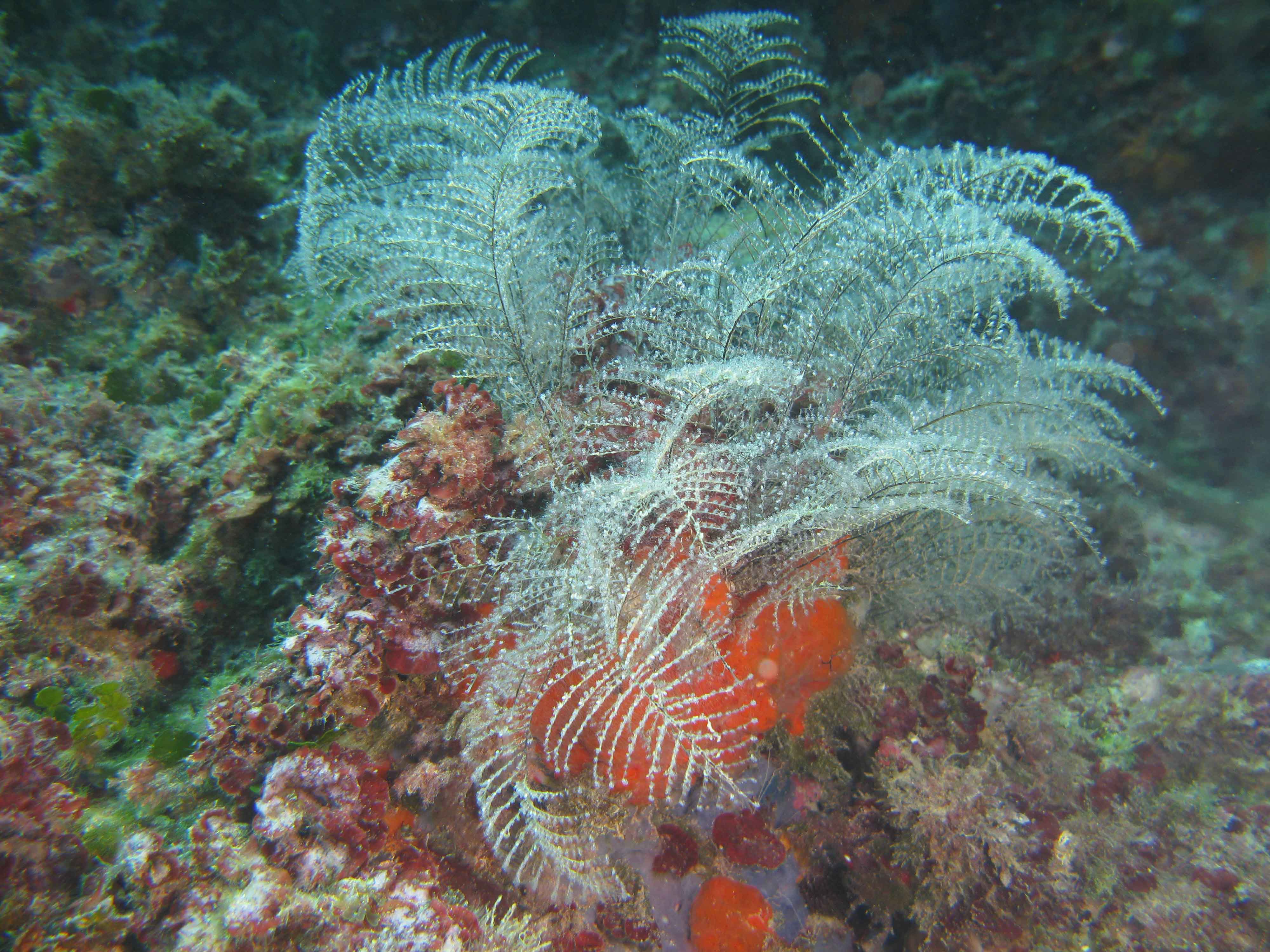 Sea fern