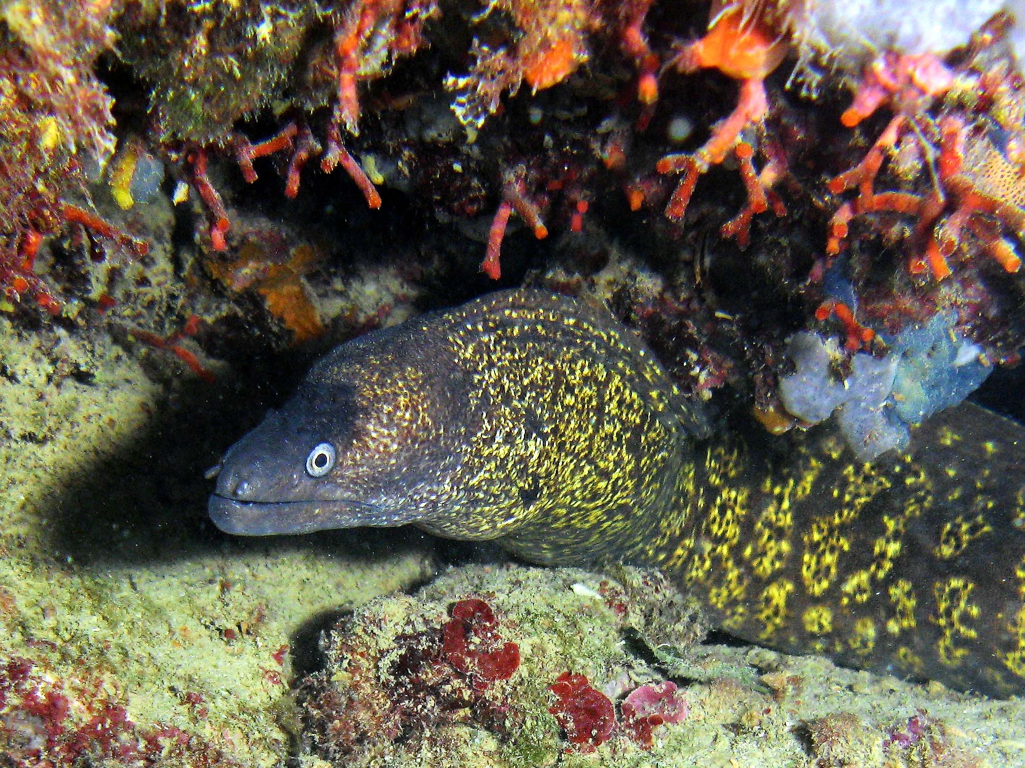 Moray Eel
