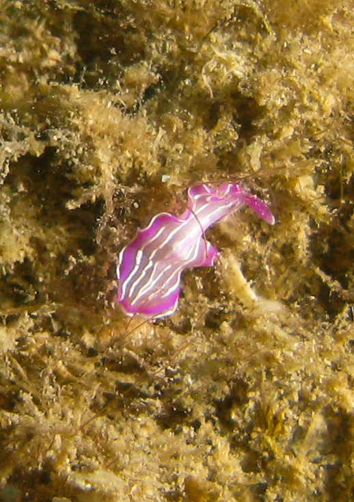 Pink Flatworm (Prostheceraeus roseus)