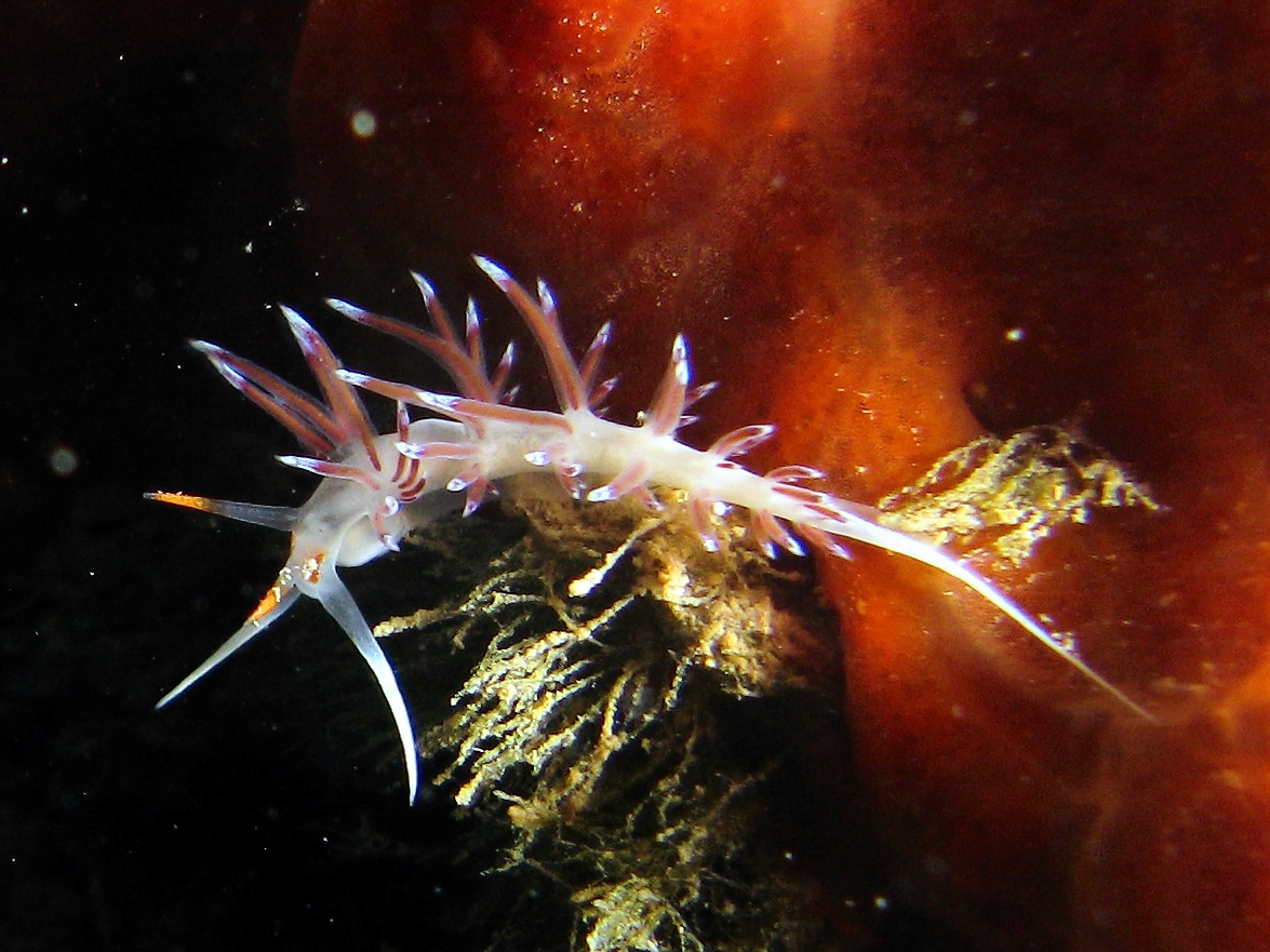 Coryphella nudibranch
