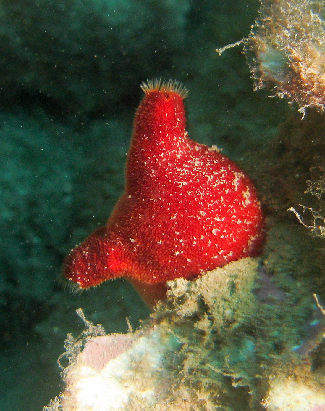 Red sea squirt (halocinthya papilosa)