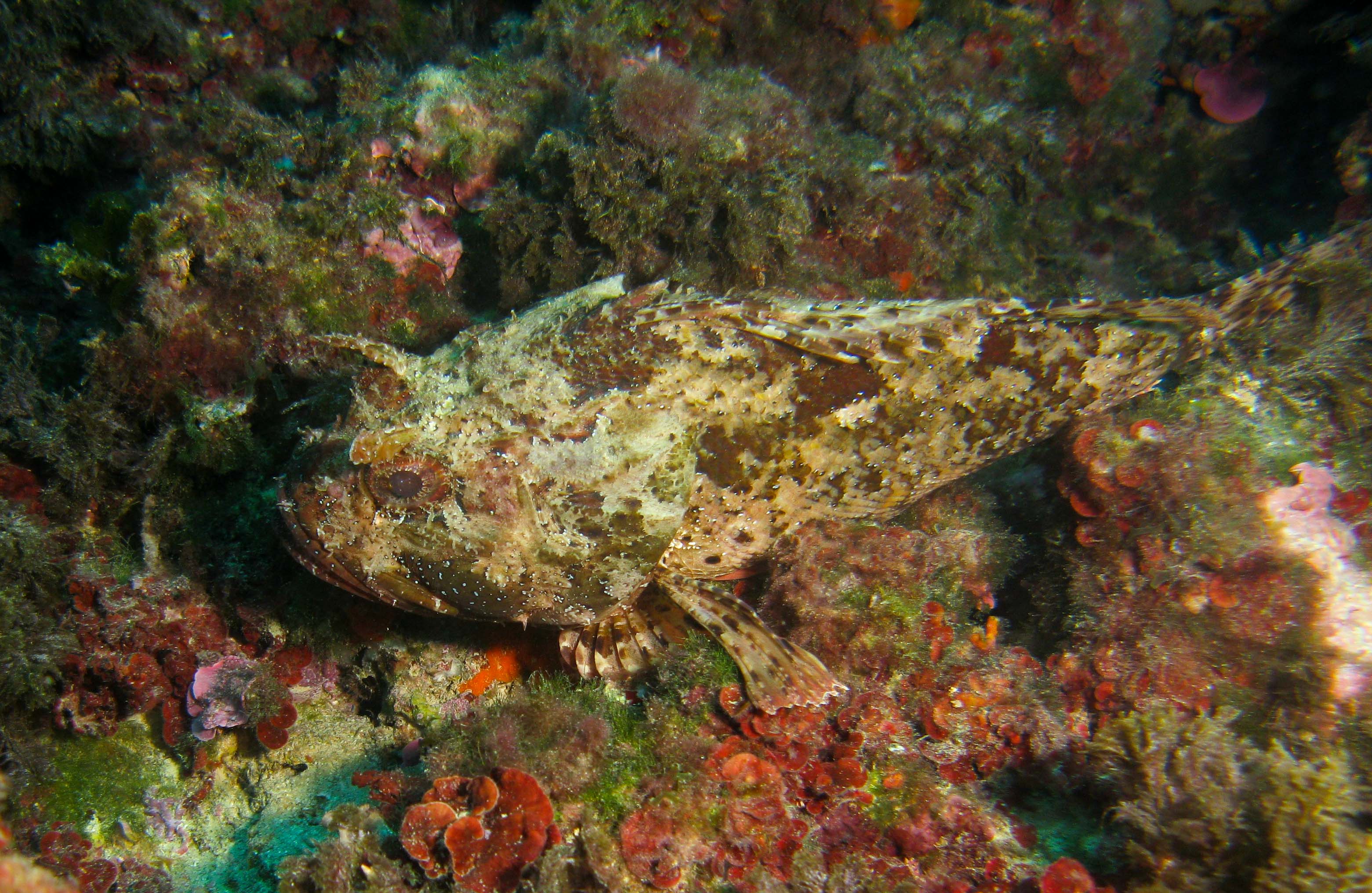 Scorpionfish Scorpionfish
