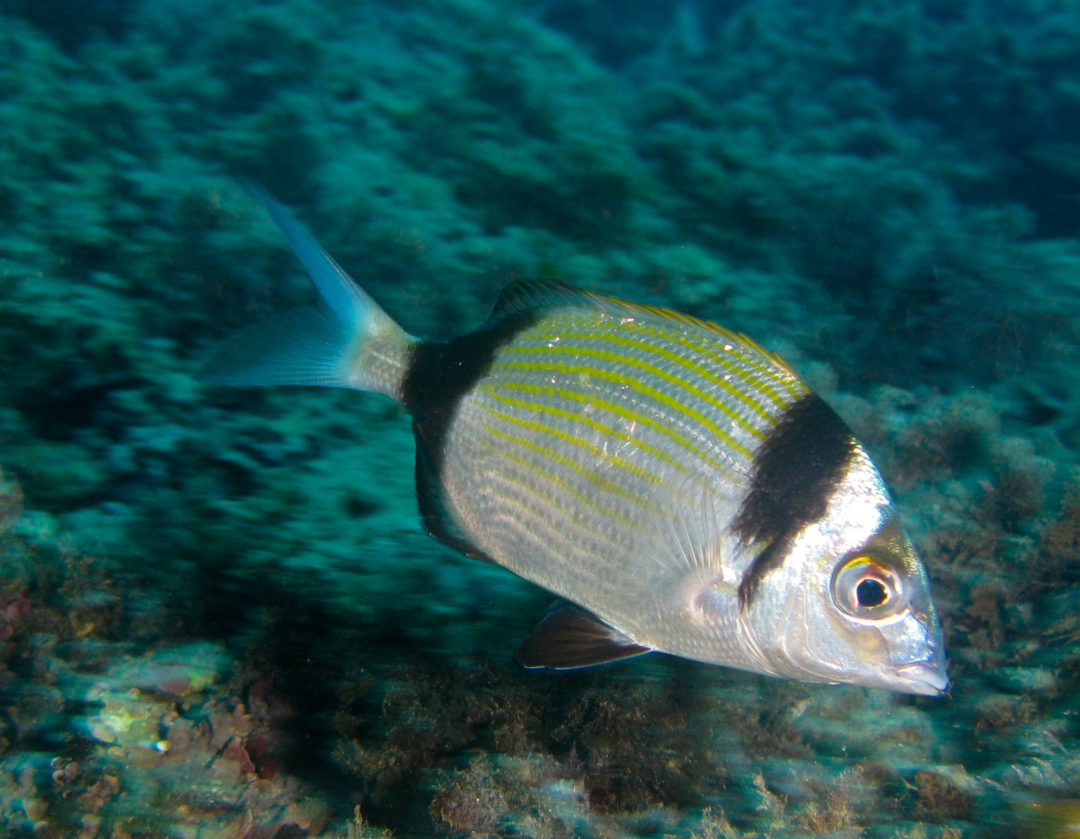 Two-banded Bream Two-banded Bream