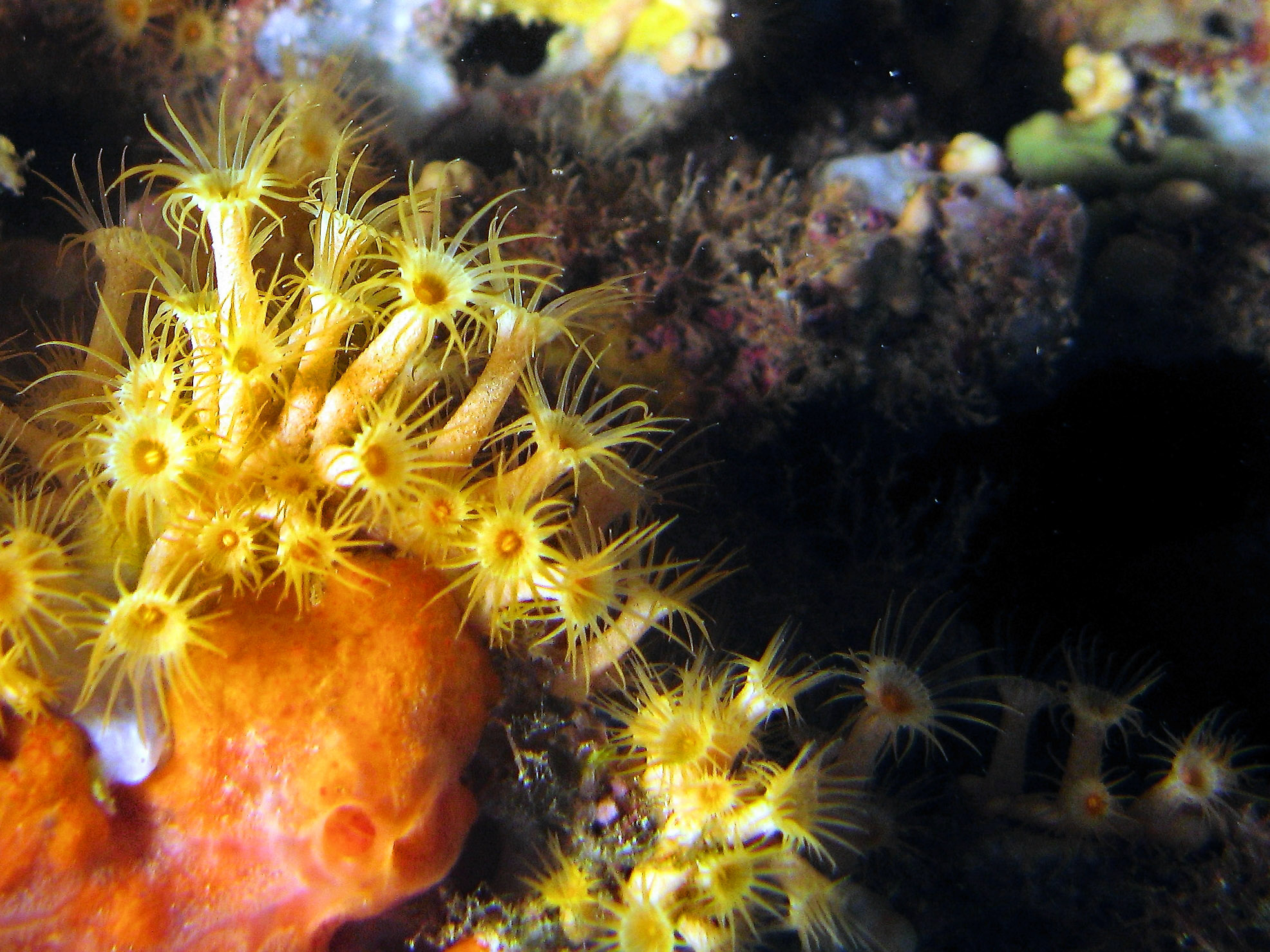 Golden Zoanthid (Parazoanthus axinellae) Golden Zoanthid (Parazoanthus axinellae)