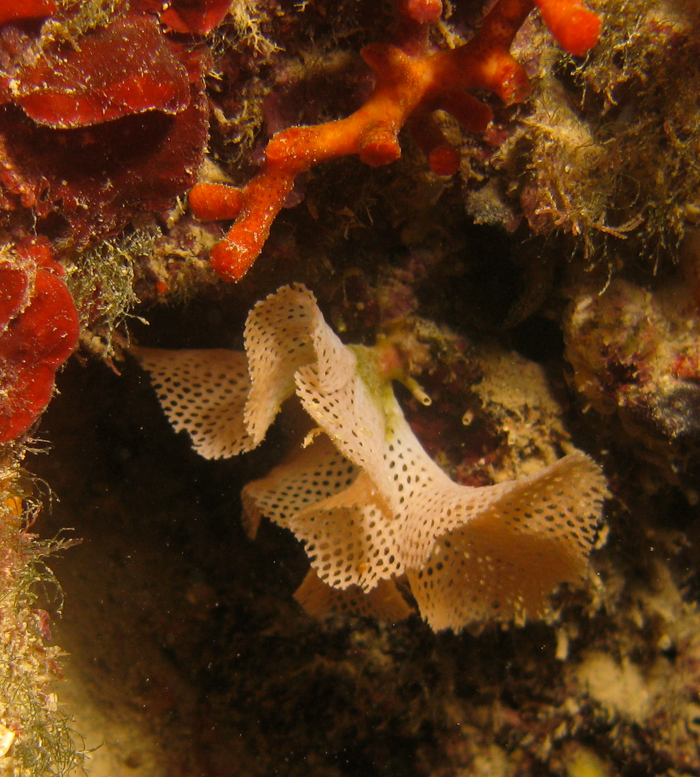 Neptune's Lace (Bryozoan) Neptune's Lace (Bryozoan)