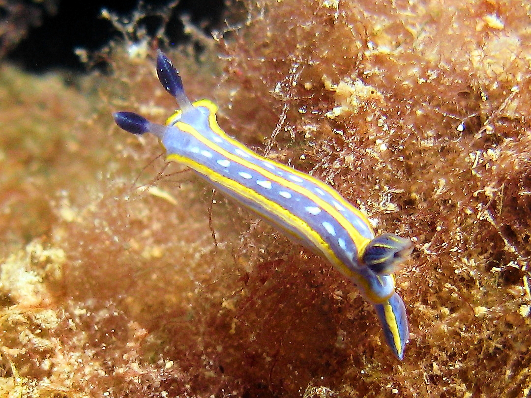 Tricolor sea goddess (Felimare tricolor) Tricolor sea goddess (Felimare tricolor)