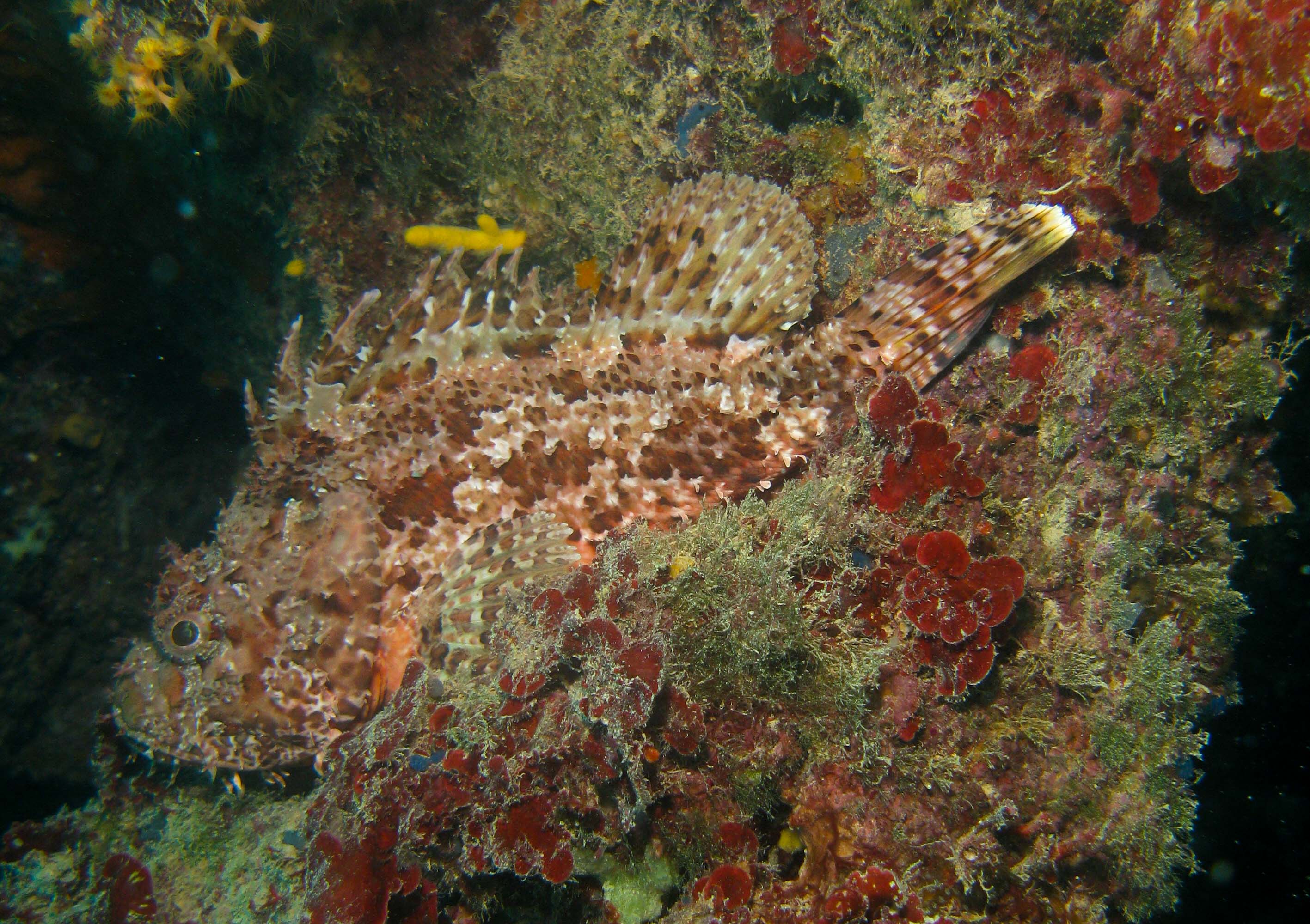 Scorpion fish