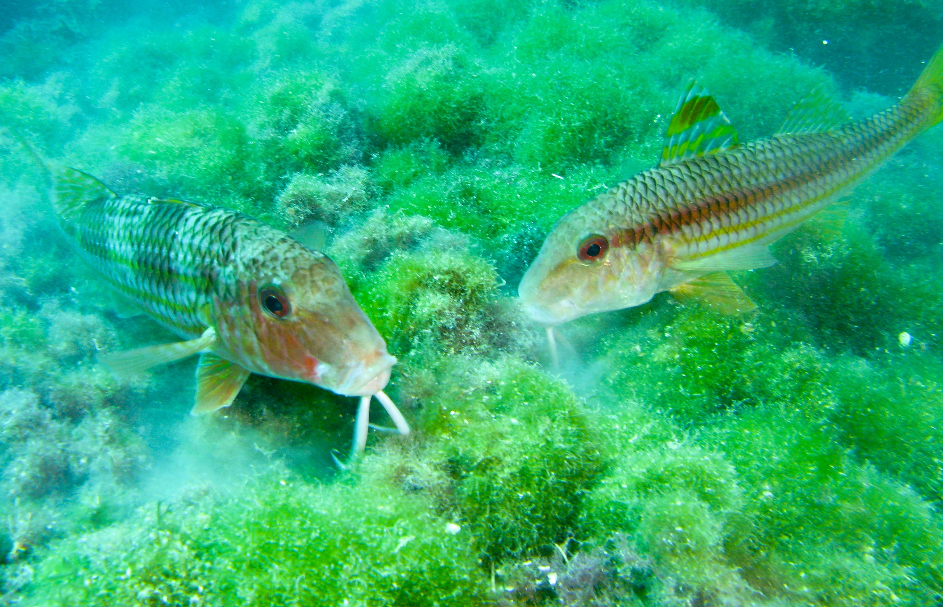 Goatfish