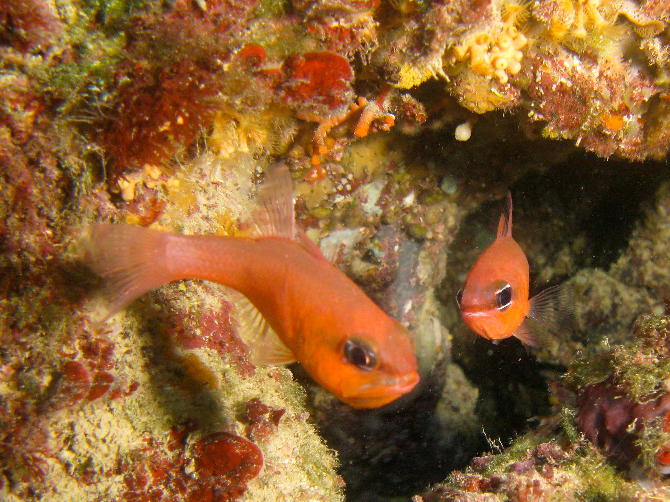 Cardinalfish Cardinalfish