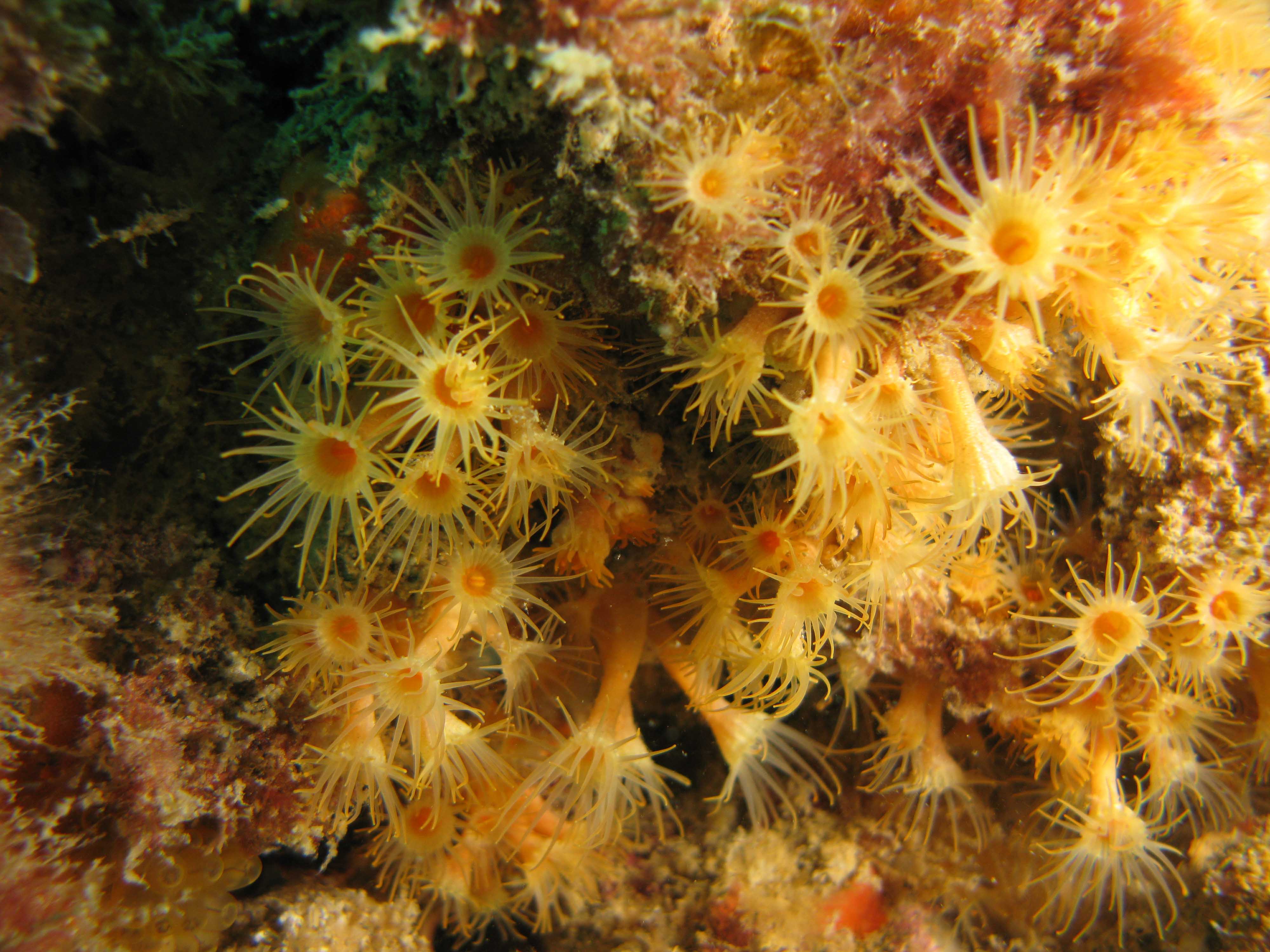Golden Zoanthid (Parazoanthus axinellae)