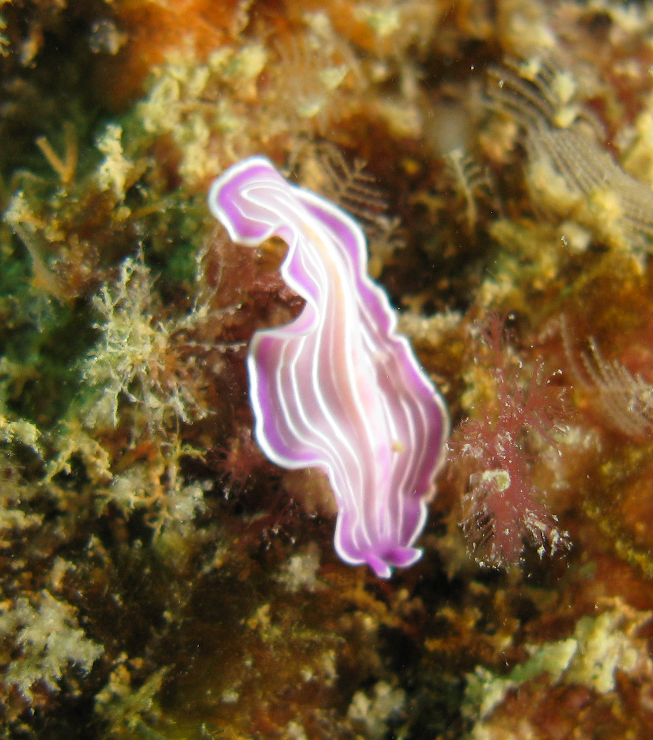 Pink Flatworm (Prostheceraeus roseus)