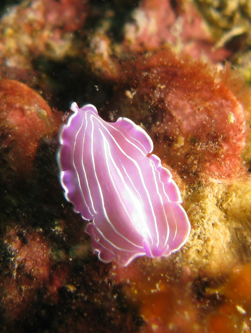 Pink Flatworm (Prostheceraeus roseus)