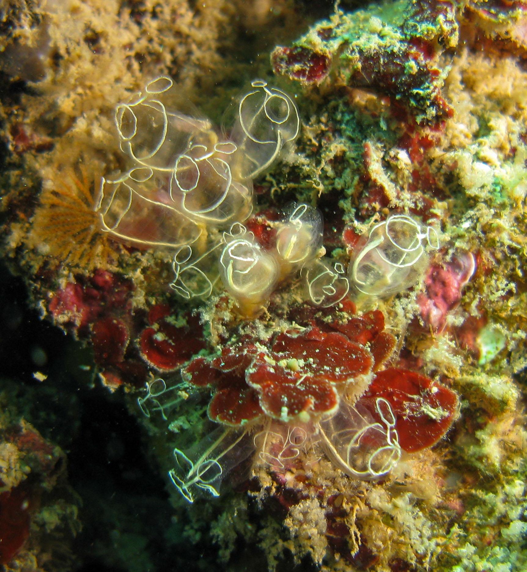 Light bulb anemone (clavelina lepadiformis)
