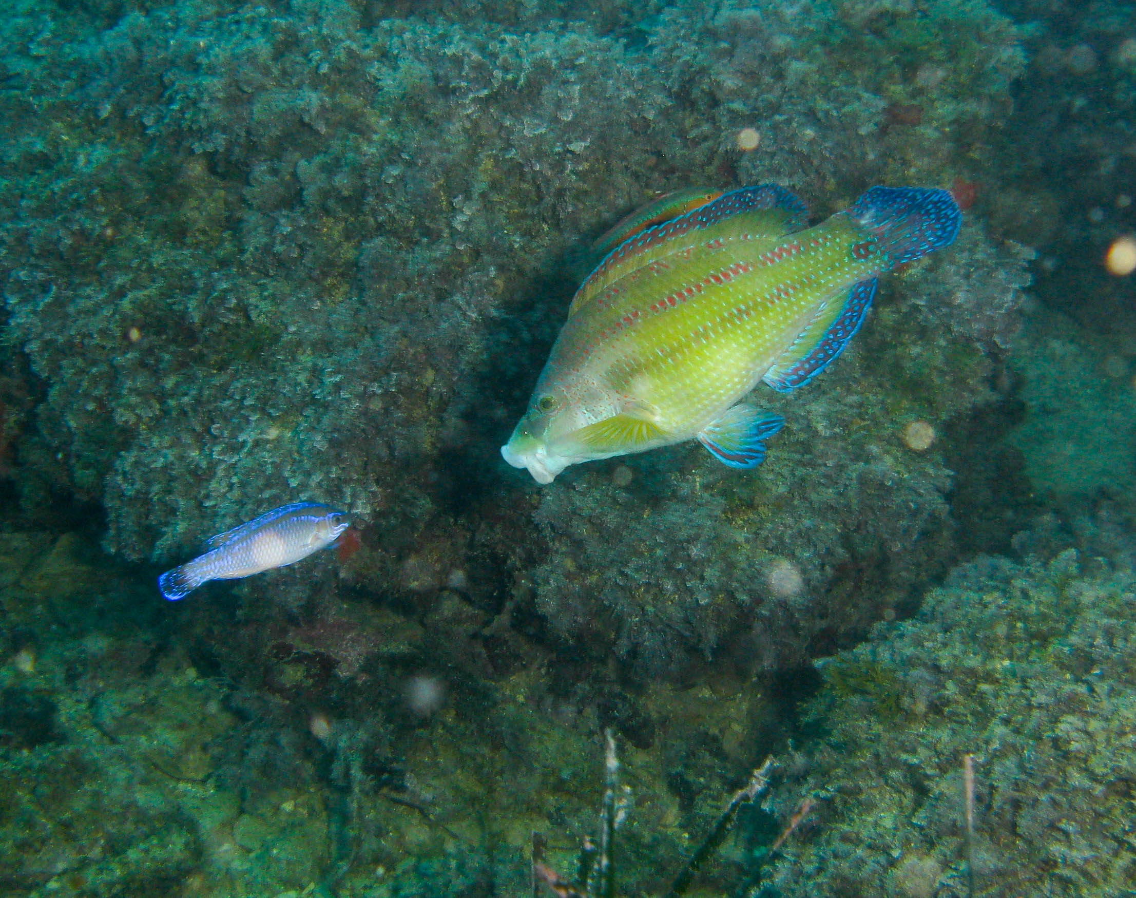 Peacock wrasse