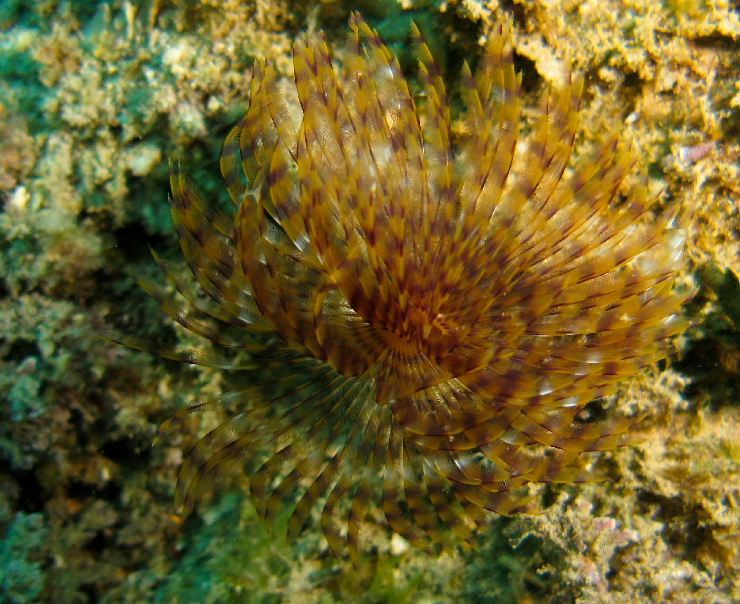 Fan worm